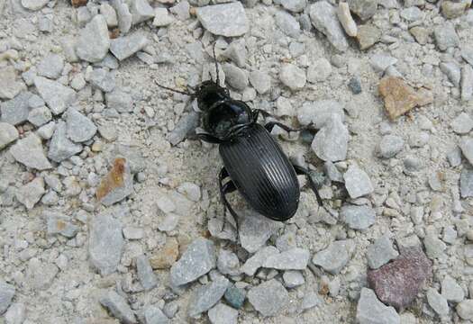 Image of Carabidae