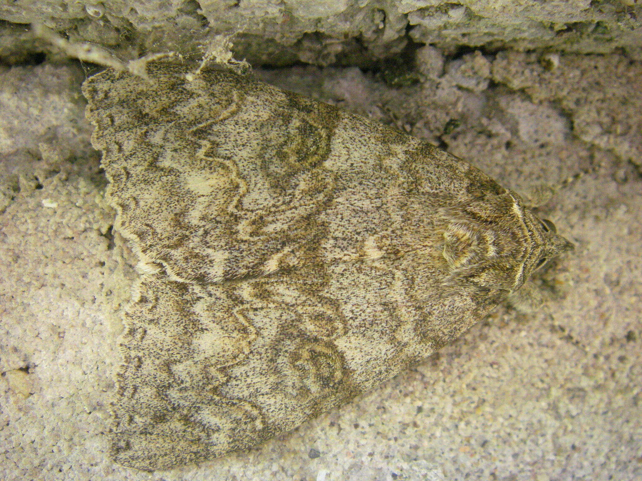 Image of red underwing