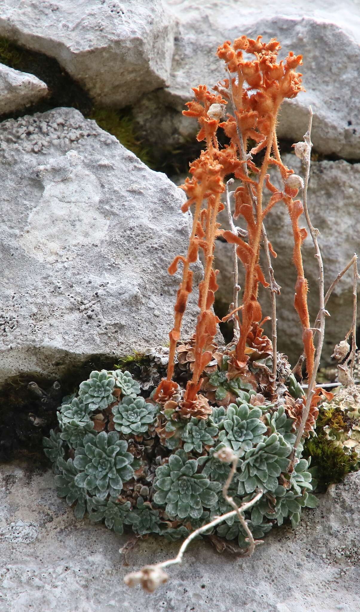 Sivun Saxifraga porophylla Bertol. kuva