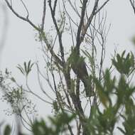 صورة Columba vitiensis hypoenochroa (Gould 1856)