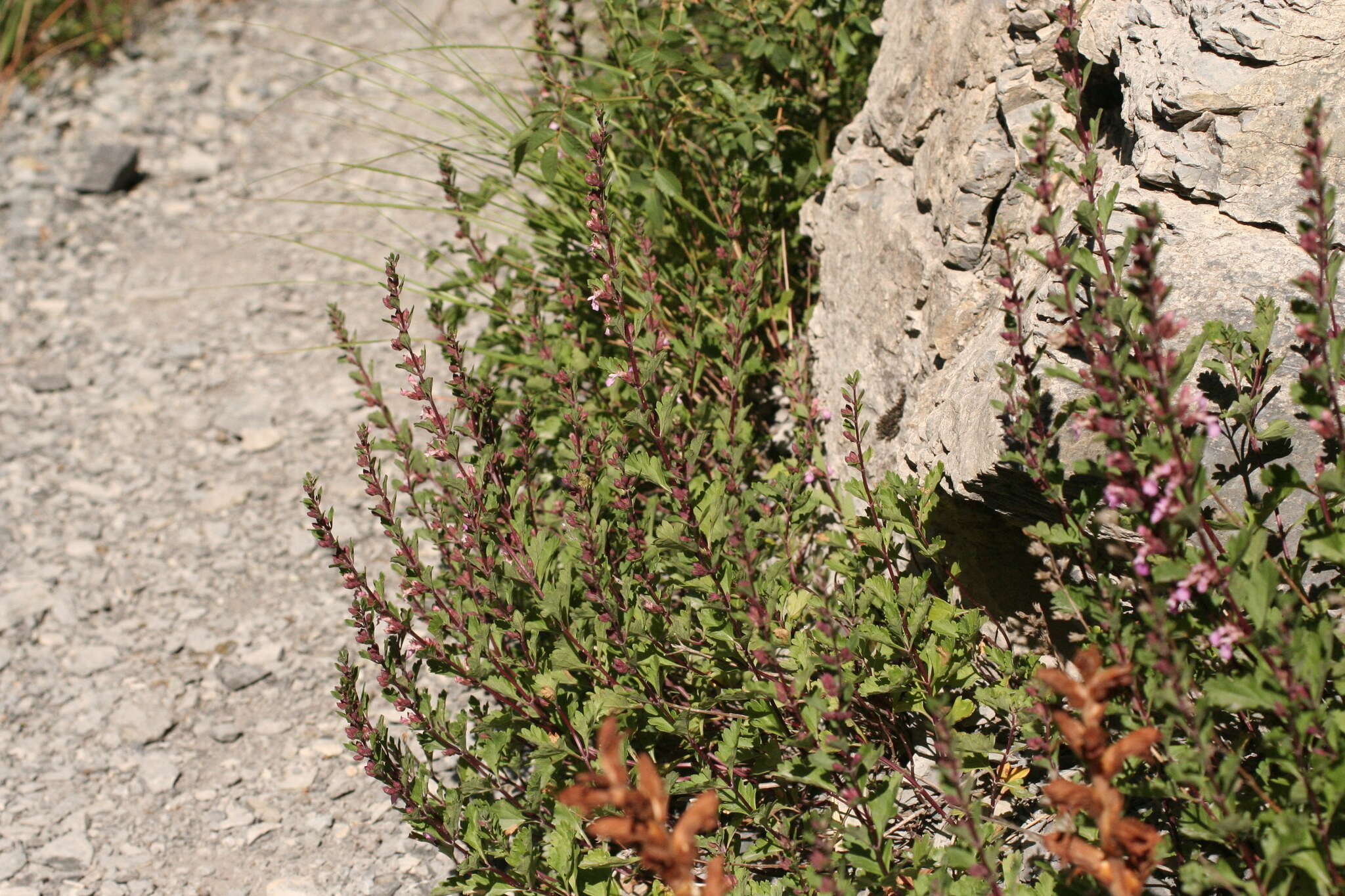 Image of Teucrium lucidum L.