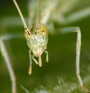 Image of Four-spotted Tree Cricket