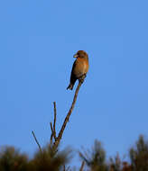 Image of Parrot Crossbill