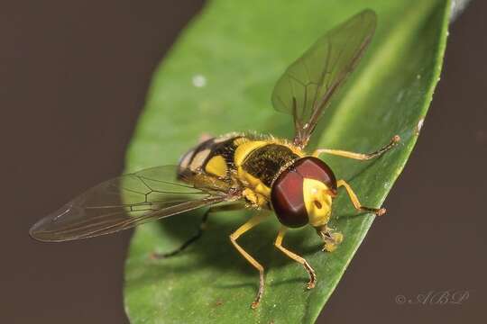 Image of Allograpta (Allograpta) calopa (Loew 1858)