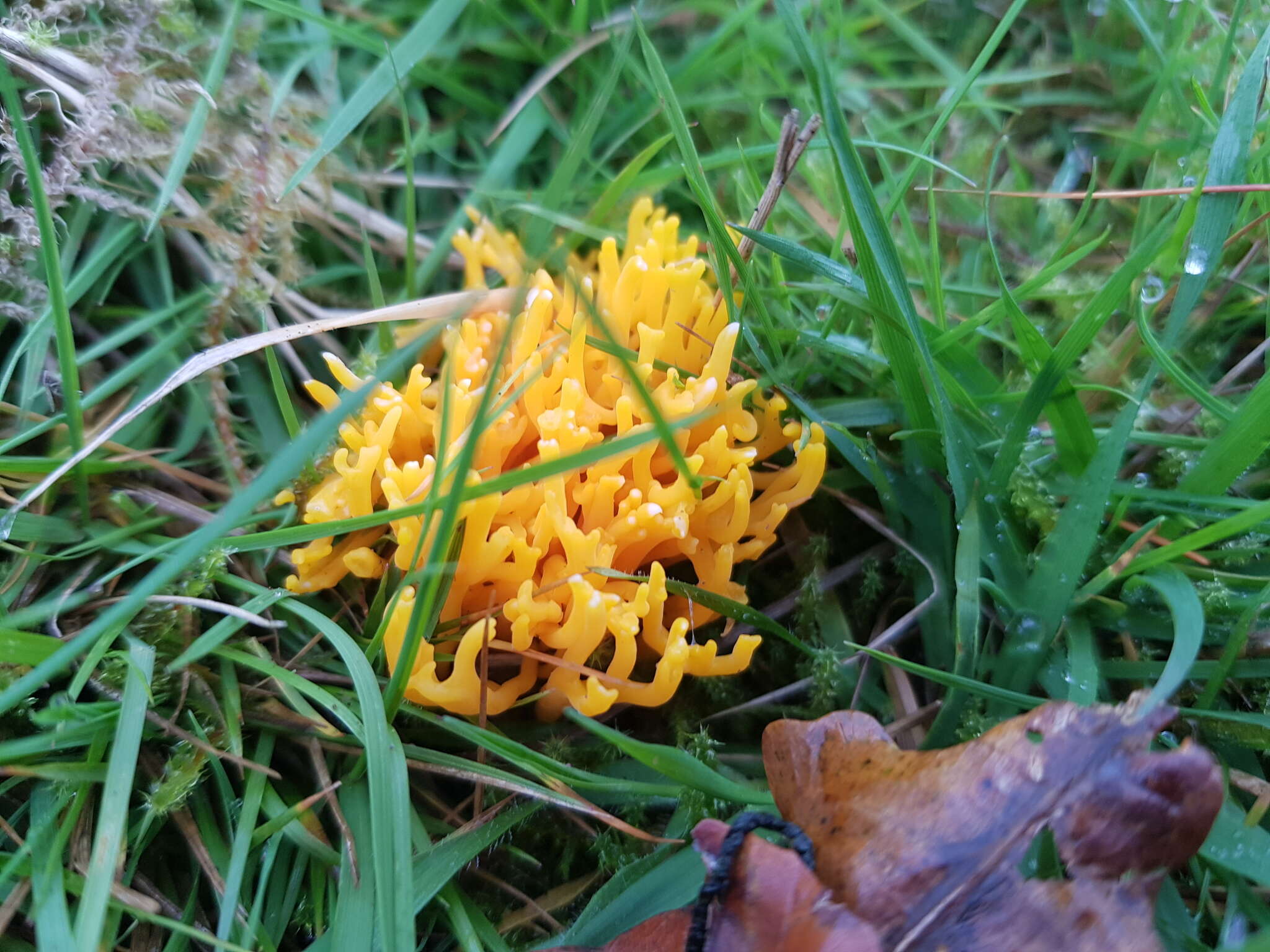 Image de Clavulinopsis corniculata (Schaeff.) Corner 1950