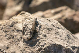 Image of Brown Tree Iguana