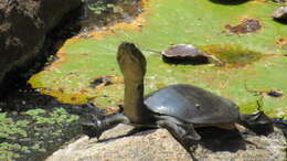 Image of Sri Lankan flapshell turtle