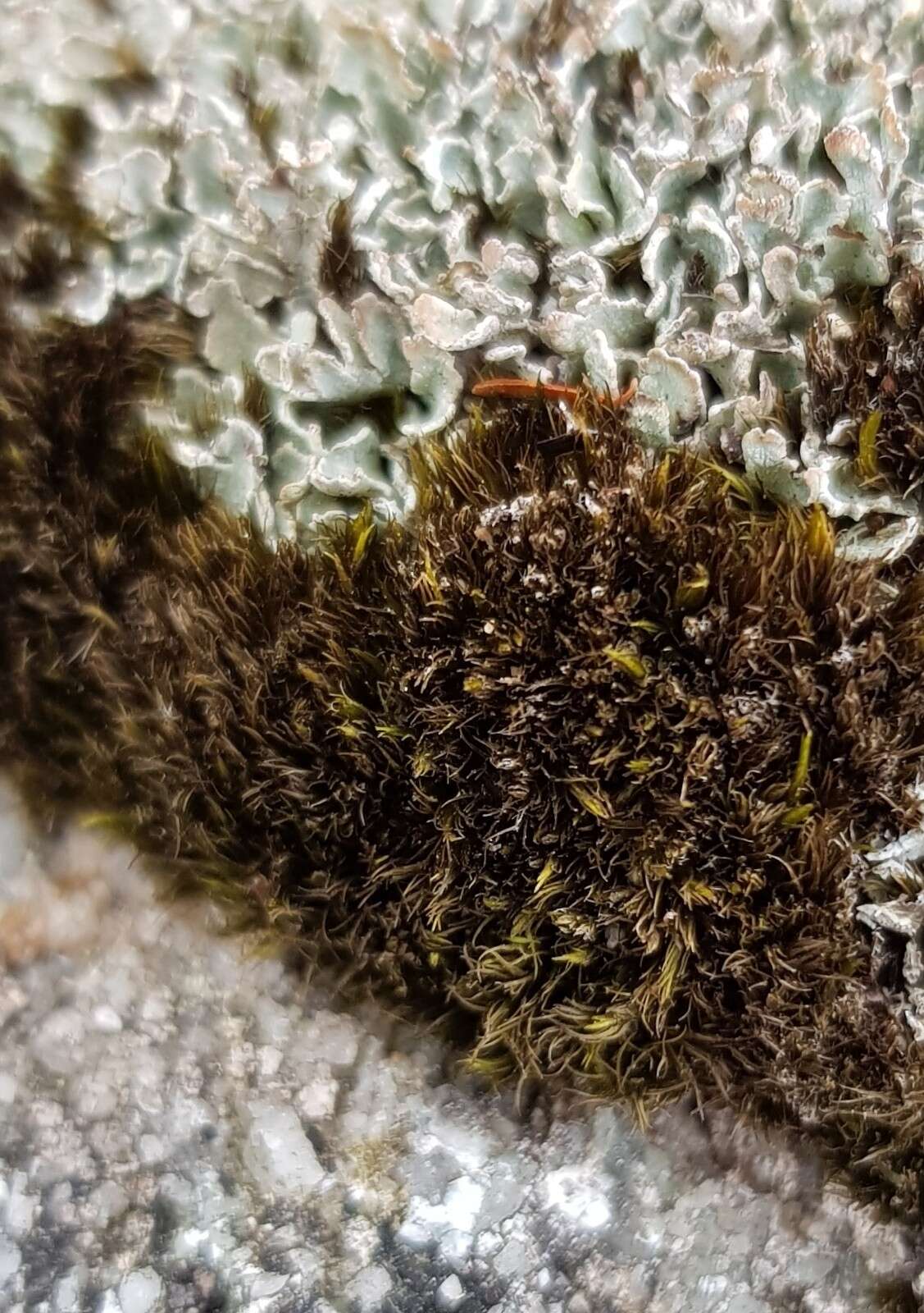 Image of rusty swan-neck moss