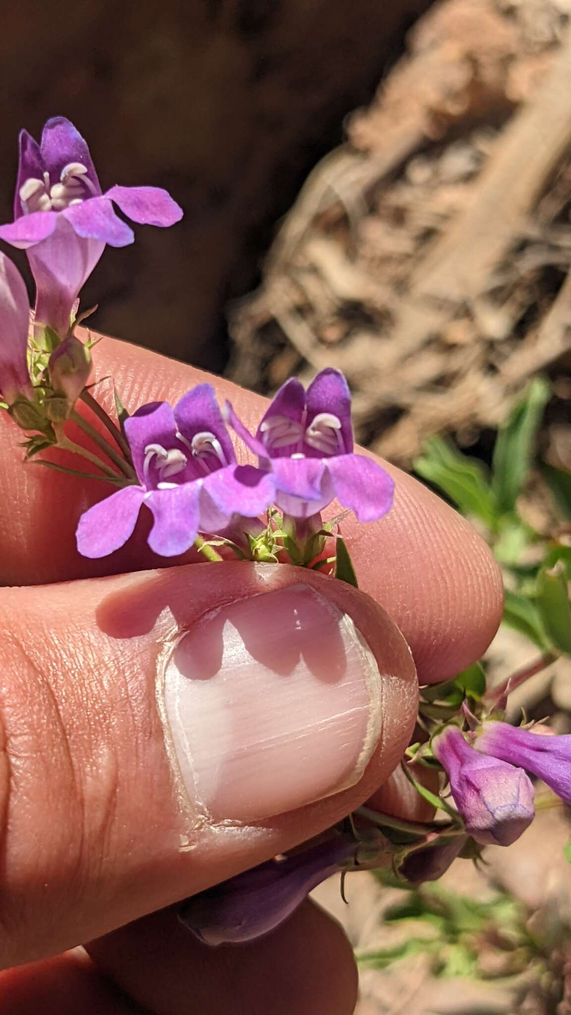 Image of Higgins' beardtongue