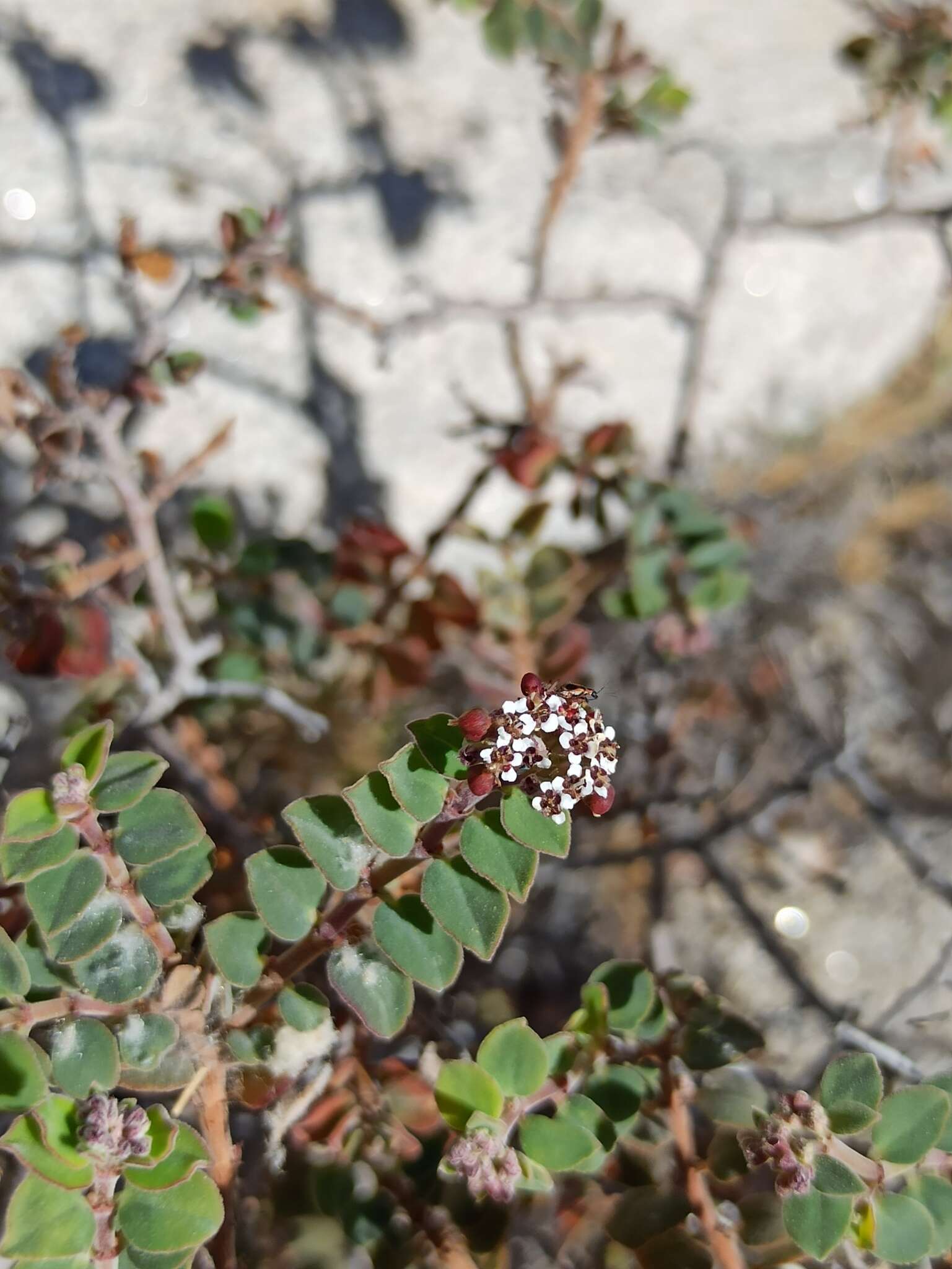 صورة Euphorbia tomentulosa S. Watson