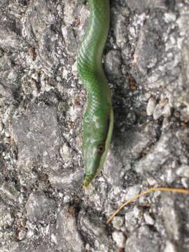 Image of Rhino Rat Snake