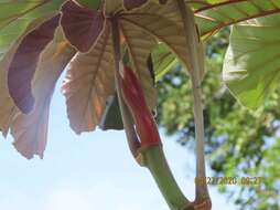 Cecropia insignis Liebm.的圖片