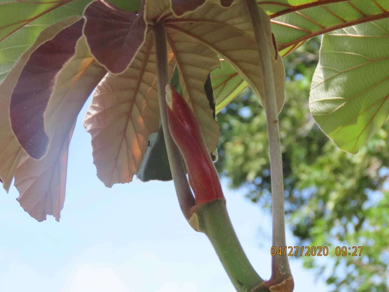 صورة Cecropia insignis Liebm.