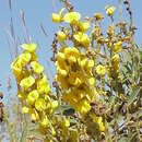 Слика од Crotalaria crispata Benth.