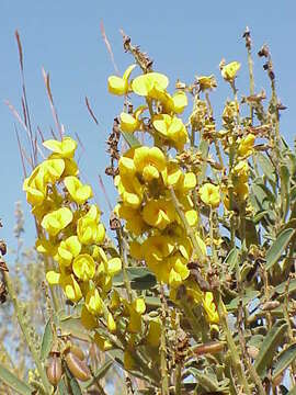 Слика од Crotalaria crispata Benth.