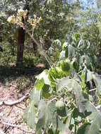 Image of Jatropha hieronymi Kuntze