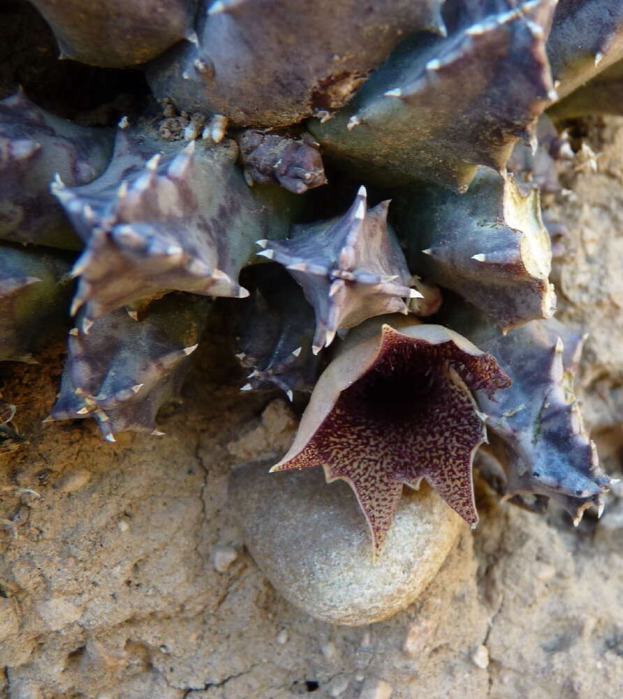 Huernia barbata subsp. barbata的圖片