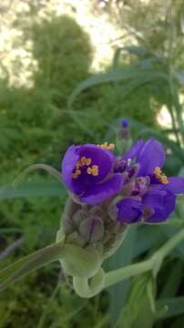 Sivun Tradescantia gigantea Rose kuva