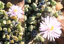 Image of Braunsia geminata (Haw.) L. Bol.