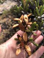 Image de Hakea clavata Labill.