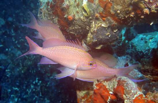 Plancia ëd Anthias anthias (Linnaeus 1758)