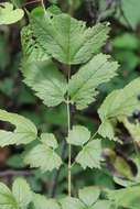 Image of Actaea spicata var. acuminata (Wall. ex Royle) Hara