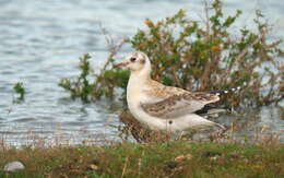 Image de Mouette de Patagonie