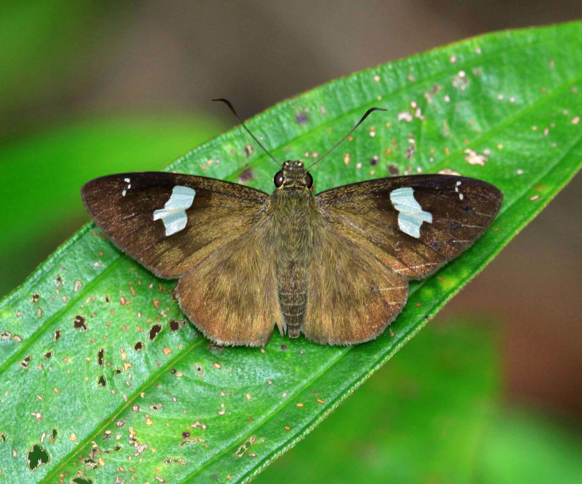 Celaenorrhinus asmara Butler 1879 resmi