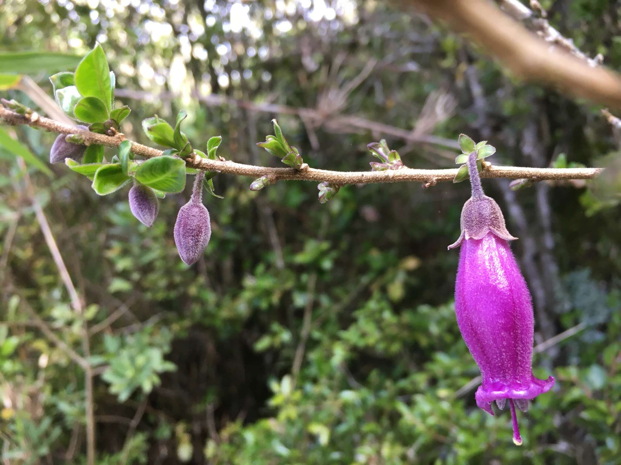 Image of Latua pubiflora (Griseb.) Baill.