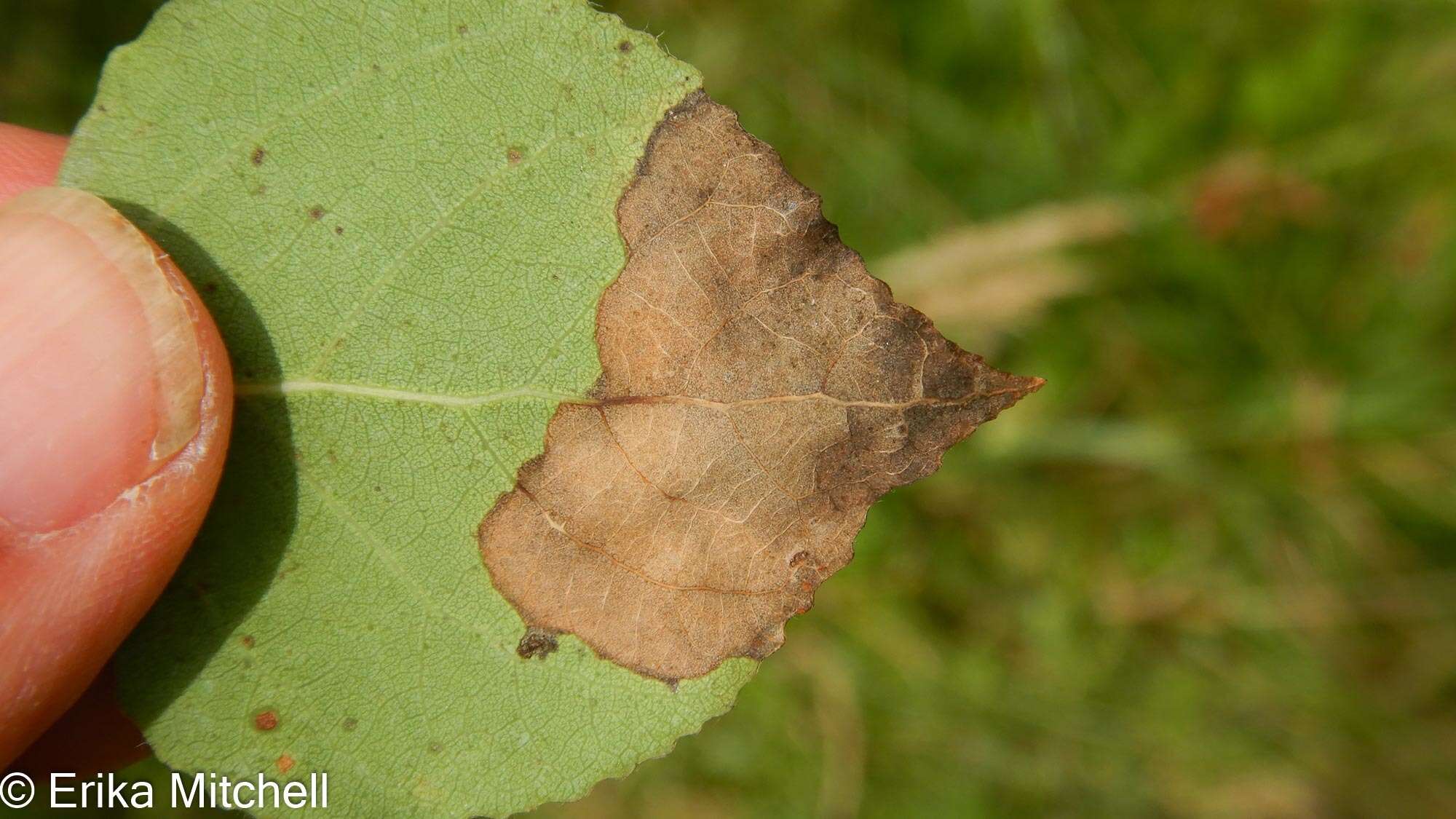 Image of Paraleucoptera