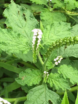 Image of Indian heliotrope