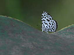 Image of Forest Pierrot