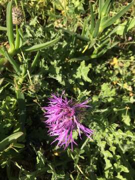 Plancia ëd Centaurea polyacantha Willd.