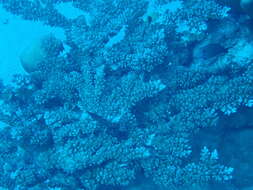 Imagem de Acropora longicyathus (Milne Edwards 1860)