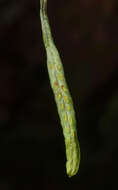 Слика од Notogrammitis angustifolia (Jacq.) Parris