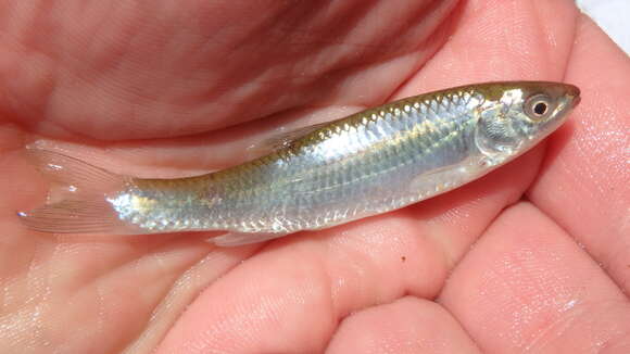 Image of Steelcolor Shiner