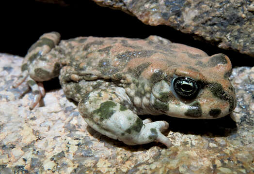 Image of Vandijkophrynus robinsoni (Branch & Braack 1996)