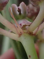 Image of Asclepias crassinervis N. E. Br.