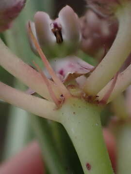 Image of Asclepias crassinervis N. E. Br.