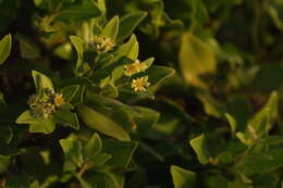 Image of Cloezia floribunda Brongn. & Gris