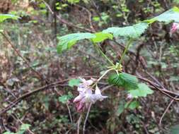 صورة Ribes sanguineum var. glutinosum (Benth.) Loud.