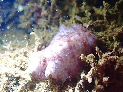 Plancia ëd Peltodoris rubra (Bergh 1905)