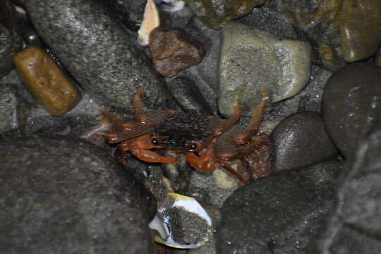 Image of variegate shore crab