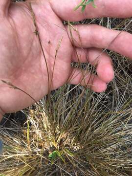 Imagem de Carex sterilis Willd.