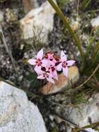 Image of Sonderothamnus speciosus (Sond.) Dahlgr.