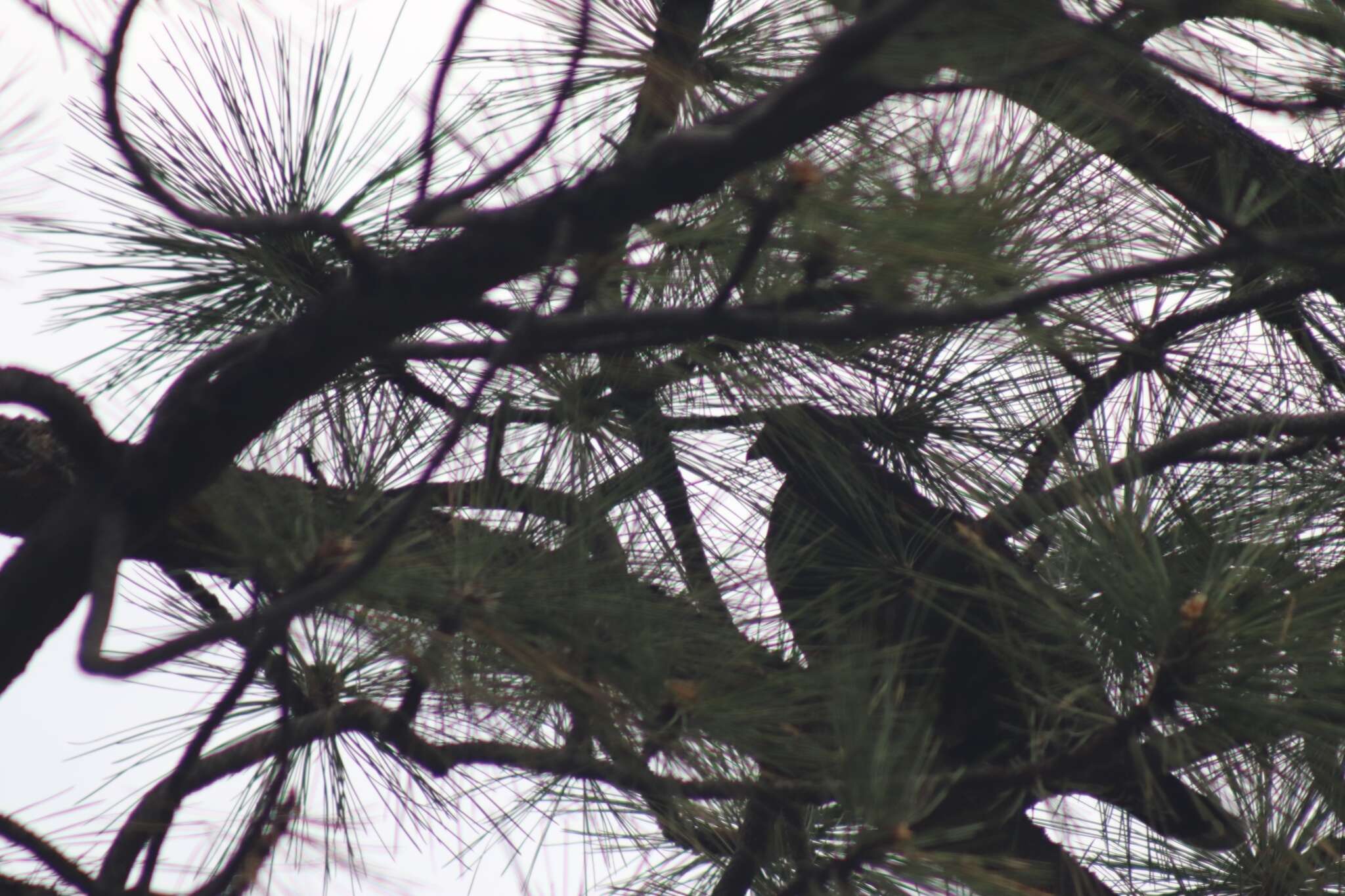 Imagem de Dendragapus fuliginosus sierrae Chapman 1904