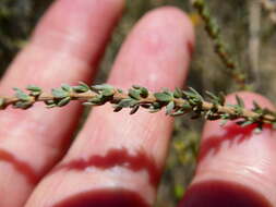 صورة Aspalathus quinquefolia subsp. quinquefolia