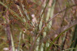 Image de Drosera geniculata