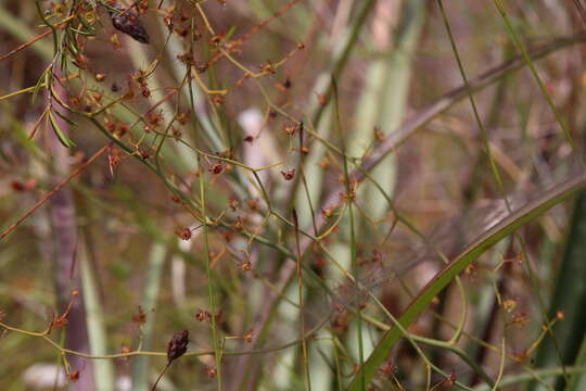 Image de Drosera geniculata