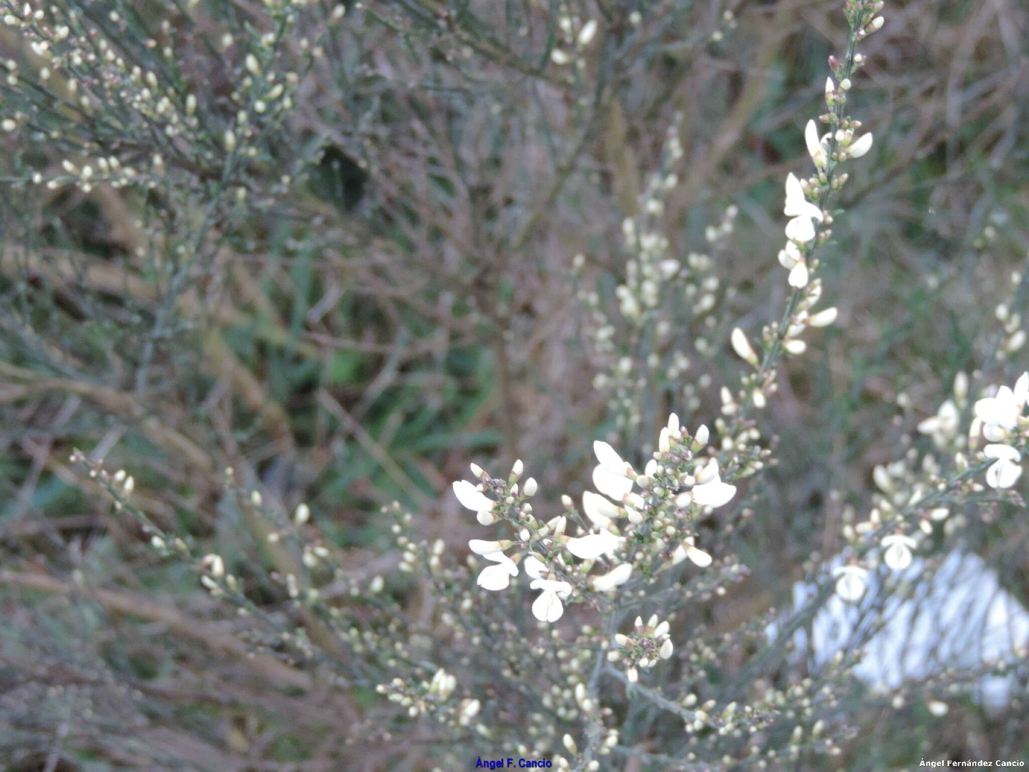 Image of white spanishbroom